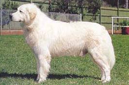 犬を家族に迎える前に